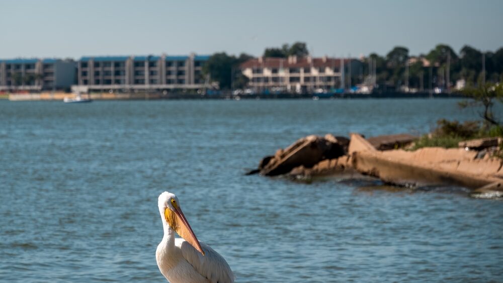 Pasadena Criminal Defense Lawyer